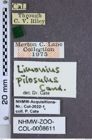 Etiketten zu Limonius ectypus (NHMW-ZOO-COL-0008611)